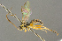  ( - BC-ZSM-HYM-27453-D04)  @11 [ ] CreativeCommons - Attribution Non-Commercial Share-Alike (2016) SNSB, Staatliche Naturwissenschaftliche Sammlungen Bayerns ZSM (SNSB, Zoologische Staatssammlung Muenchen)