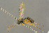  ( - BC-ZSM-HYM-27453-D06)  @11 [ ] CreativeCommons - Attribution Non-Commercial Share-Alike (2016) SNSB, Staatliche Naturwissenschaftliche Sammlungen Bayerns ZSM (SNSB, Zoologische Staatssammlung Muenchen)