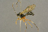  (Mesoleius aulicus - BC-ZSM-HYM-27453-D07)  @14 [ ] CreativeCommons - Attribution Non-Commercial Share-Alike (2016) SNSB, Staatliche Naturwissenschaftliche Sammlungen Bayerns ZSM (SNSB, Zoologische Staatssammlung Muenchen)