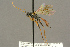  ( - BC-ZSM-HYM-27453-D09)  @14 [ ] CreativeCommons - Attribution Non-Commercial Share-Alike (2016) SNSB, Staatliche Naturwissenschaftliche Sammlungen Bayerns ZSM (SNSB, Zoologische Staatssammlung Muenchen)