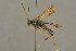  ( - BC-ZSM-HYM-27453-D10)  @11 [ ] CreativeCommons - Attribution Non-Commercial Share-Alike (2016) SNSB, Staatliche Naturwissenschaftliche Sammlungen Bayerns ZSM (SNSB, Zoologische Staatssammlung Muenchen)
