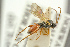  ( - BC-ZSM-HYM-27453-D12)  @11 [ ] CreativeCommons - Attribution Non-Commercial Share-Alike (2016) SNSB, Staatliche Naturwissenschaftliche Sammlungen Bayerns ZSM (SNSB, Zoologische Staatssammlung Muenchen)