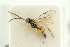 ( - BC-ZSM-HYM-27453-E04)  @11 [ ] CreativeCommons - Attribution Non-Commercial Share-Alike (2016) SNSB, Staatliche Naturwissenschaftliche Sammlungen Bayerns ZSM (SNSB, Zoologische Staatssammlung Muenchen)