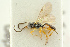  ( - BC-ZSM-HYM-27453-E05)  @11 [ ] CreativeCommons - Attribution Non-Commercial Share-Alike (2016) SNSB, Staatliche Naturwissenschaftliche Sammlungen Bayerns ZSM (SNSB, Zoologische Staatssammlung Muenchen)