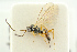  ( - BC-ZSM-HYM-27453-E06)  @11 [ ] CreativeCommons - Attribution Non-Commercial Share-Alike (2016) SNSB, Staatliche Naturwissenschaftliche Sammlungen Bayerns ZSM (SNSB, Zoologische Staatssammlung Muenchen)