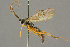  ( - BC-ZSM-HYM-27453-E07)  @11 [ ] CreativeCommons - Attribution Non-Commercial Share-Alike (2016) SNSB, Staatliche Naturwissenschaftliche Sammlungen Bayerns ZSM (SNSB, Zoologische Staatssammlung Muenchen)