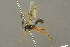 (Mesoleius geniculatus - BC-ZSM-HYM-27453-E08)  @13 [ ] CreativeCommons - Attribution Non-Commercial Share-Alike (2016) SNSB, Staatliche Naturwissenschaftliche Sammlungen Bayerns ZSM (SNSB, Zoologische Staatssammlung Muenchen)