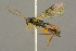  ( - BC-ZSM-HYM-27453-F01)  @14 [ ] CreativeCommons - Attribution Non-Commercial Share-Alike (2016) SNSB, Staatliche Naturwissenschaftliche Sammlungen Bayerns ZSM (SNSB, Zoologische Staatssammlung Muenchen)