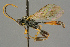  ( - BC-ZSM-HYM-27453-F03)  @11 [ ] CreativeCommons - Attribution Non-Commercial Share-Alike (2016) SNSB, Staatliche Naturwissenschaftliche Sammlungen Bayerns ZSM (SNSB, Zoologische Staatssammlung Muenchen)
