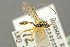  ( - BC-ZSM-HYM-27453-F09)  @11 [ ] CreativeCommons - Attribution Non-Commercial Share-Alike (2016) SNSB, Staatliche Naturwissenschaftliche Sammlungen Bayerns ZSM (SNSB, Zoologische Staatssammlung Muenchen)