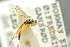  ( - BC-ZSM-HYM-27453-F10)  @11 [ ] CreativeCommons - Attribution Non-Commercial Share-Alike (2016) SNSB, Staatliche Naturwissenschaftliche Sammlungen Bayerns ZSM (SNSB, Zoologische Staatssammlung Muenchen)