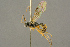  ( - BC-ZSM-HYM-27453-F11)  @11 [ ] CreativeCommons - Attribution Non-Commercial Share-Alike (2016) SNSB, Staatliche Naturwissenschaftliche Sammlungen Bayerns ZSM (SNSB, Zoologische Staatssammlung Muenchen)
