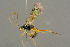  (Mesoleius armillatorius - BC-ZSM-HYM-27453-F12)  @14 [ ] CreativeCommons - Attribution Non-Commercial Share-Alike (2016) SNSB, Staatliche Naturwissenschaftliche Sammlungen Bayerns ZSM (SNSB, Zoologische Staatssammlung Muenchen)