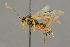  ( - BC-ZSM-HYM-27453-G02)  @11 [ ] CreativeCommons - Attribution Non-Commercial Share-Alike (2016) SNSB, Staatliche Naturwissenschaftliche Sammlungen Bayerns ZSM (SNSB, Zoologische Staatssammlung Muenchen)