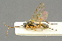  ( - BC-ZSM-HYM-27453-G03)  @12 [ ] CreativeCommons - Attribution Non-Commercial Share-Alike (2016) SNSB, Staatliche Naturwissenschaftliche Sammlungen Bayerns ZSM (SNSB, Zoologische Staatssammlung Muenchen)