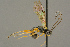  (Mesoleius melanoleucus - BC-ZSM-HYM-27453-H01)  @13 [ ] CreativeCommons - Attribution Non-Commercial Share-Alike (2016) SNSB, Staatliche Naturwissenschaftliche Sammlungen Bayerns ZSM (SNSB, Zoologische Staatssammlung Muenchen)