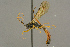  ( - BC-ZSM-HYM-27453-H03)  @14 [ ] CreativeCommons - Attribution Non-Commercial Share-Alike (2016) SNSB, Staatliche Naturwissenschaftliche Sammlungen Bayerns ZSM (SNSB, Zoologische Staatssammlung Muenchen)