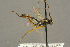  ( - BC-ZSM-HYM-27453-H04)  @14 [ ] CreativeCommons - Attribution Non-Commercial Share-Alike (2016) SNSB, Staatliche Naturwissenschaftliche Sammlungen Bayerns ZSM (SNSB, Zoologische Staatssammlung Muenchen)