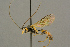  ( - BC-ZSM-HYM-27453-H07)  @11 [ ] CreativeCommons - Attribution Non-Commercial Share-Alike (2016) SNSB, Staatliche Naturwissenschaftliche Sammlungen Bayerns ZSM (SNSB, Zoologische Staatssammlung Muenchen)