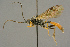 ( - BC-ZSM-HYM-27453-H08)  @11 [ ] CreativeCommons - Attribution Non-Commercial Share-Alike (2016) SNSB, Staatliche Naturwissenschaftliche Sammlungen Bayerns ZSM (SNSB, Zoologische Staatssammlung Muenchen)