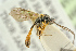  ( - BC-ZSM-HYM-27453-H09)  @11 [ ] CreativeCommons - Attribution Non-Commercial Share-Alike (2016) SNSB, Staatliche Naturwissenschaftliche Sammlungen Bayerns ZSM (SNSB, Zoologische Staatssammlung Muenchen)