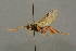  (Trematopygus dubitor - BC-ZSM-HYM-27455-A04)  @13 [ ] CreativeCommons - Attribution Non-Commercial Share-Alike (2016) SNSB, Staatliche Naturwissenschaftliche Sammlungen Bayerns ZSM (SNSB, Zoologische Staatssammlung Muenchen)