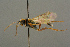  ( - BC-ZSM-HYM-27455-A06)  @11 [ ] CreativeCommons - Attribution Non-Commercial Share-Alike (2016) SNSB, Staatliche Naturwissenschaftliche Sammlungen Bayerns ZSM (SNSB, Zoologische Staatssammlung Muenchen)