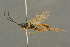  ( - BC-ZSM-HYM-27455-A09)  @14 [ ] CreativeCommons - Attribution Non-Commercial Share-Alike (2016) SNSB, Staatliche Naturwissenschaftliche Sammlungen Bayerns ZSM (SNSB, Zoologische Staatssammlung Muenchen)