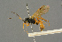 (Trematopygus nigricornis - BC-ZSM-HYM-27455-A10)  @11 [ ] CreativeCommons - Attribution Non-Commercial Share-Alike (2016) SNSB, Staatliche Naturwissenschaftliche Sammlungen Bayerns ZSM (SNSB, Zoologische Staatssammlung Muenchen)