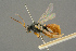  ( - BC-ZSM-HYM-27455-A11)  @11 [ ] CreativeCommons - Attribution Non-Commercial Share-Alike (2016) SNSB, Staatliche Naturwissenschaftliche Sammlungen Bayerns ZSM (SNSB, Zoologische Staatssammlung Muenchen)