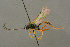  ( - BC-ZSM-HYM-27455-A12)  @14 [ ] CreativeCommons - Attribution Non-Commercial Share-Alike (2016) SNSB, Staatliche Naturwissenschaftliche Sammlungen Bayerns ZSM (SNSB, Zoologische Staatssammlung Muenchen)