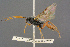  (Trematopygus ruficornis - BC-ZSM-HYM-27455-B01)  @14 [ ] CreativeCommons - Attribution Non-Commercial Share-Alike (2016) SNSB, Staatliche Naturwissenschaftliche Sammlungen Bayerns ZSM (SNSB, Zoologische Staatssammlung Muenchen)