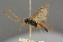  ( - BC-ZSM-HYM-27455-B02)  @11 [ ] CreativeCommons - Attribution Non-Commercial Share-Alike (2016) SNSB, Staatliche Naturwissenschaftliche Sammlungen Bayerns ZSM (SNSB, Zoologische Staatssammlung Muenchen)