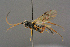  ( - BC-ZSM-HYM-27455-B03)  @11 [ ] CreativeCommons - Attribution Non-Commercial Share-Alike (2016) SNSB, Staatliche Naturwissenschaftliche Sammlungen Bayerns ZSM (SNSB, Zoologische Staatssammlung Muenchen)