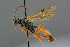  (Trematopygus spiniger - BC-ZSM-HYM-27455-B04)  @14 [ ] CreativeCommons - Attribution Non-Commercial Share-Alike (2016) SNSB, Staatliche Naturwissenschaftliche Sammlungen Bayerns ZSM (SNSB, Zoologische Staatssammlung Muenchen)