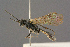  ( - BC-ZSM-HYM-27455-B05)  @14 [ ] CreativeCommons - Attribution Non-Commercial Share-Alike (2016) SNSB, Staatliche Naturwissenschaftliche Sammlungen Bayerns ZSM (SNSB, Zoologische Staatssammlung Muenchen)