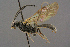  ( - BC-ZSM-HYM-27455-B06)  @14 [ ] CreativeCommons - Attribution Non-Commercial Share-Alike (2016) SNSB, Staatliche Naturwissenschaftliche Sammlungen Bayerns ZSM (SNSB, Zoologische Staatssammlung Muenchen)