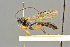  ( - BC-ZSM-HYM-27455-C01)  @13 [ ] CreativeCommons - Attribution Non-Commercial Share-Alike (2016) SNSB, Staatliche Naturwissenschaftliche Sammlungen Bayerns ZSM (SNSB, Zoologische Staatssammlung Muenchen)