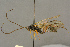  ( - BC-ZSM-HYM-27455-C05)  @13 [ ] CreativeCommons - Attribution Non-Commercial Share-Alike (2016) SNSB, Staatliche Naturwissenschaftliche Sammlungen Bayerns ZSM (SNSB, Zoologische Staatssammlung Muenchen)