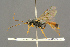  ( - BC-ZSM-HYM-27455-F02)  @14 [ ] CreativeCommons - Attribution Non-Commercial Share-Alike (2016) SNSB, Staatliche Naturwissenschaftliche Sammlungen Bayerns ZSM (SNSB, Zoologische Staatssammlung Muenchen)