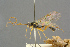  (Alexeter multicolor - BC-ZSM-HYM-27455-F10)  @14 [ ] CreativeCommons - Attribution Non-Commercial Share-Alike (2016) SNSB, Staatliche Naturwissenschaftliche Sammlungen Bayerns ZSM (SNSB, Zoologische Staatssammlung Muenchen)