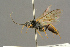  ( - BC-ZSM-HYM-27455-H04)  @14 [ ] CreativeCommons - Attribution Non-Commercial Share-Alike (2016) SNSB, Staatliche Naturwissenschaftliche Sammlungen Bayerns ZSM (SNSB, Zoologische Staatssammlung Muenchen)