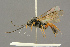  ( - BC-ZSM-HYM-27455-H11)  @14 [ ] CreativeCommons - Attribution Non-Commercial Share-Alike (2016) SNSB, Staatliche Naturwissenschaftliche Sammlungen Bayerns ZSM (SNSB, Zoologische Staatssammlung Muenchen)