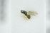  ( - BC-ZSM-HYM-27491-C12)  @12 [ ] CreativeCommons - Attribution Non-Commercial Share-Alike (2015) Unspecified SNSB, Zoologische Staatssammlung Muenchen