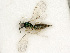  ( - BC-ZSM-HYM-27492-B07)  @11 [ ] CreativeCommons - Attribution Non-Commercial Share-Alike (2015) Stefan Schmidt SNSB, Zoologische Staatssammlung Muenchen
