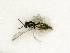  ( - BC-ZSM-HYM-27492-B08)  @11 [ ] CreativeCommons - Attribution Non-Commercial Share-Alike (2015) Stefan Schmidt SNSB, Zoologische Staatssammlung Muenchen
