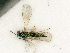  ( - BC-ZSM-HYM-27492-B11)  @11 [ ] CreativeCommons - Attribution Non-Commercial Share-Alike (2015) Stefan Schmidt SNSB, Zoologische Staatssammlung Muenchen