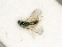  ( - BC-ZSM-HYM-27492-B12)  @11 [ ] CreativeCommons - Attribution Non-Commercial Share-Alike (2015) Stefan Schmidt SNSB, Zoologische Staatssammlung Muenchen