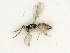  ( - BC-ZSM-HYM-27492-C01)  @11 [ ] CreativeCommons - Attribution Non-Commercial Share-Alike (2015) Stefan Schmidt SNSB, Zoologische Staatssammlung Muenchen