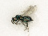  ( - BC-ZSM-HYM-27492-C02)  @11 [ ] CreativeCommons - Attribution Non-Commercial Share-Alike (2015) Stefan Schmidt SNSB, Zoologische Staatssammlung Muenchen